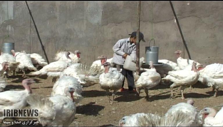 تولید 120 تن گوشت بوقلمون در خراسان جنوبی