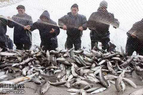 افزایش 11درصدی صید ماهیان استخوانی درگیلان افزایش 11درصدی صید ماهیان استخوانی درگیلان