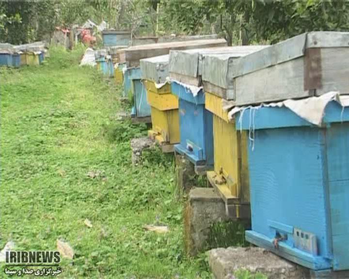 انتقال کلنی های زنبور عسل به تنکابن انتقال کلنی های زنبور عسل به تنکابن