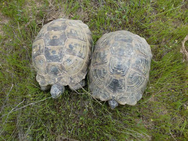 مشاهده لاک پشت ممهیزدار در اردبیل