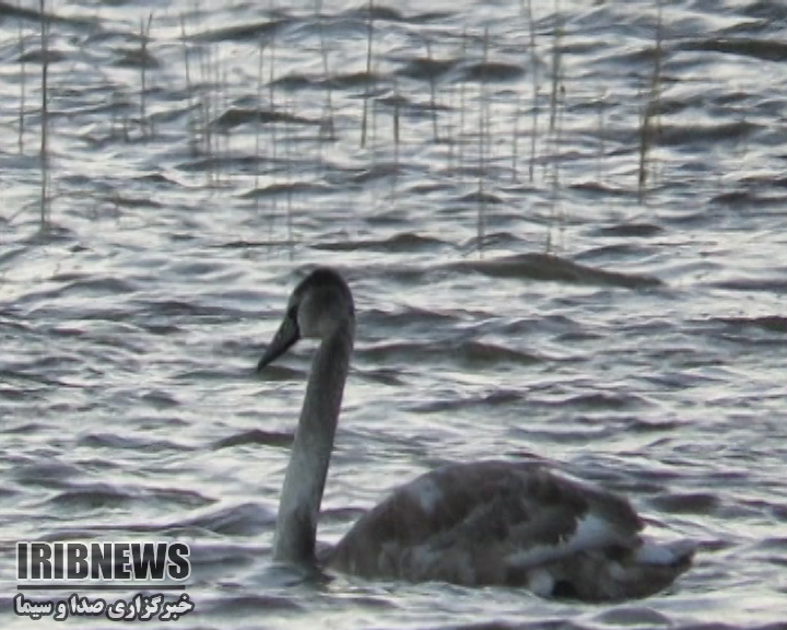 ورود چهارقطعه قوی گنگ به تالاب بین المللی گندمان +فیلم