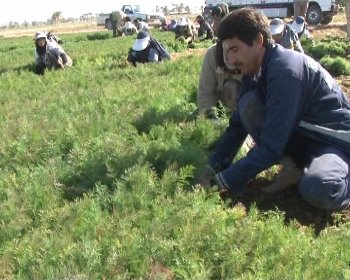 تولید 47 تن سبزی خشک طبس