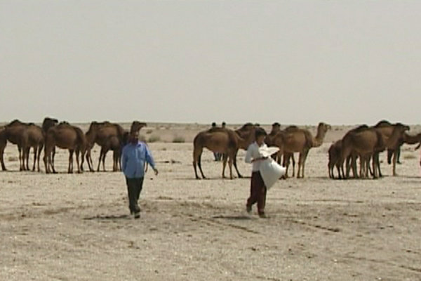 ریگان گوشت شتر تولید میکند