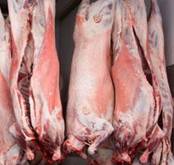 آغاز توزیع گوشت گرم گوسفندی