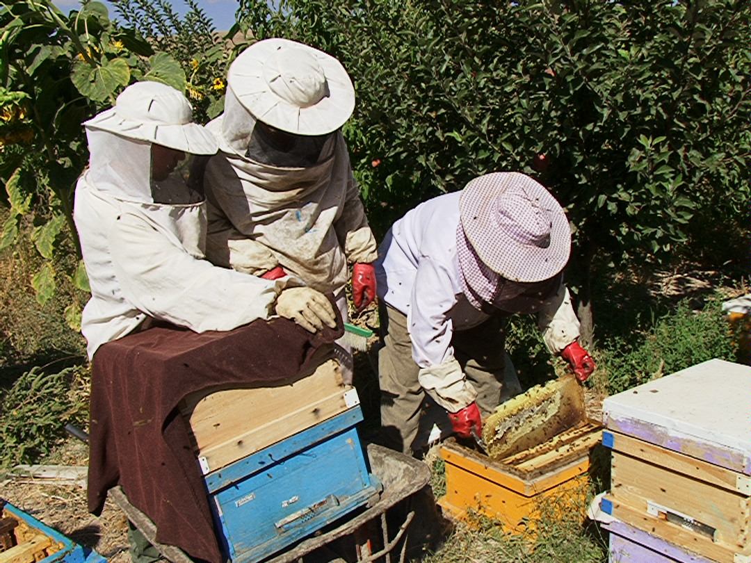 تولید 13 هزار و 400 تن عسل در آذربایجان شرقی تولید 13 هزار و 400 تن عسل در آذربایجان شرقی