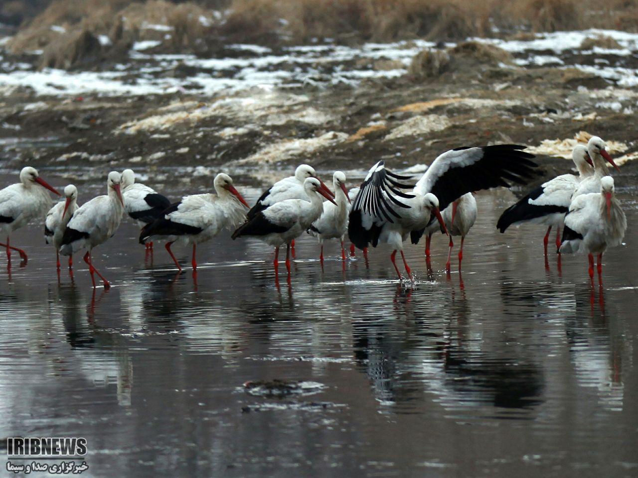توصیه های زیست محیطی برای ماندگاری گونه های مختلف پرندگان مهاباد توصیه های زیست محیطی برای ماندگاری گونه های مختلف پرندگان مهاباد