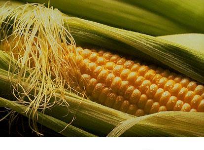 خریداری بیش از 24 هزار تن ذرت از کشاورزان دهلرانی