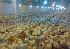 20 هزار قطعه جوجه یک روزه در بورس کالا فروخته شد