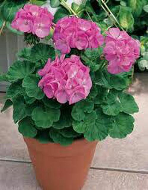 توزیع 20 هزار گلدان گل در ماهشهر توزیع 20 هزار گلدان گل در ماهشهر