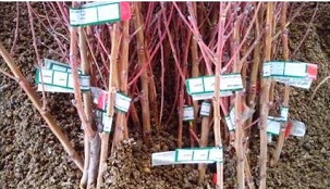 بهمن ماه، آغاز توزیع 436هزاراصله نهال شناسه دار