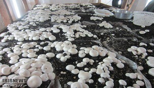 رشد 15 درصدی تولید قارچ در چهارمحال و بختیاری