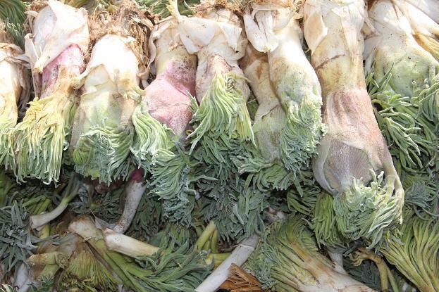 آنغوزه گیاهی موثر در درمان آنفولانزا