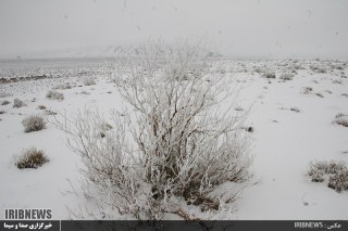 حیات وحش خوش ییلاق گرسنه نماند حیات وحش خوش ییلاق گرسنه نماند