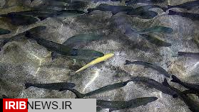سر پل ذهاب در رتبه چهارم تولید ماهی استان