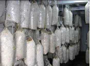 افزایش 15 درصدی تولید قارچ خوراکی در فارس افزایش 15 درصدی تولید قارچ خوراکی در فارس