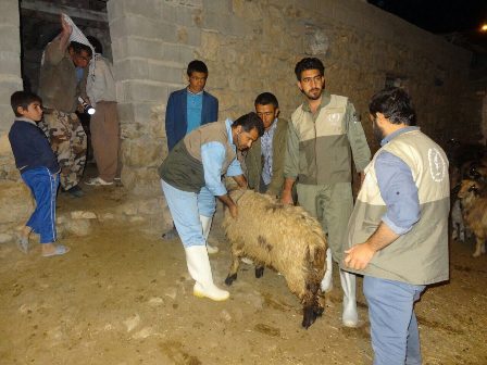 ارائه خدمات رایگان دامپزشکی در قالب اردوی جهادی در کازرون
