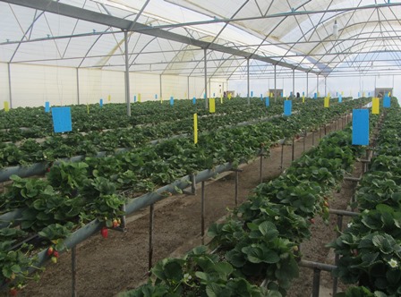 آغاز برداشت توت فرنگی در گلخانه های گراش آغاز برداشت توت فرنگی در گلخانه های گراش