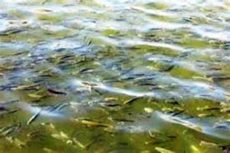 آغاز عملیات رهاسازی بچه ماهی در منابع آبی استان کردستان