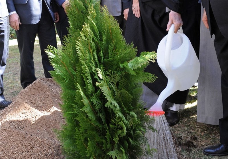 بام شیراز، سبز می شود