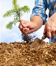 درخت کاری و کمک به تنفس بهتر زمین درخت کاری و کمک به تنفس بهتر زمین