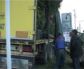 صادرات گل از تنکابن