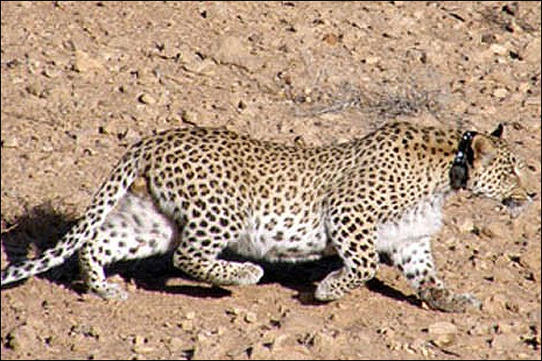 ثبت اولین تصویر پلنگ ایرانی در منطقه شکار ممنوع ثبت اولین تصویر پلنگ ایرانی در منطقه شکار ممنوع