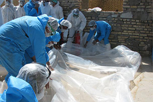 معدوم شدن شش هزار قطعه پرنده خانگی در شش روستای شهرستان فریدن معدوم شدن شش هزار قطعه پرنده خانگی در شش روستای شهرستان فریدن