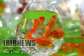 بهداشت نگهداری ماهی های قرمز سفره هفت سین