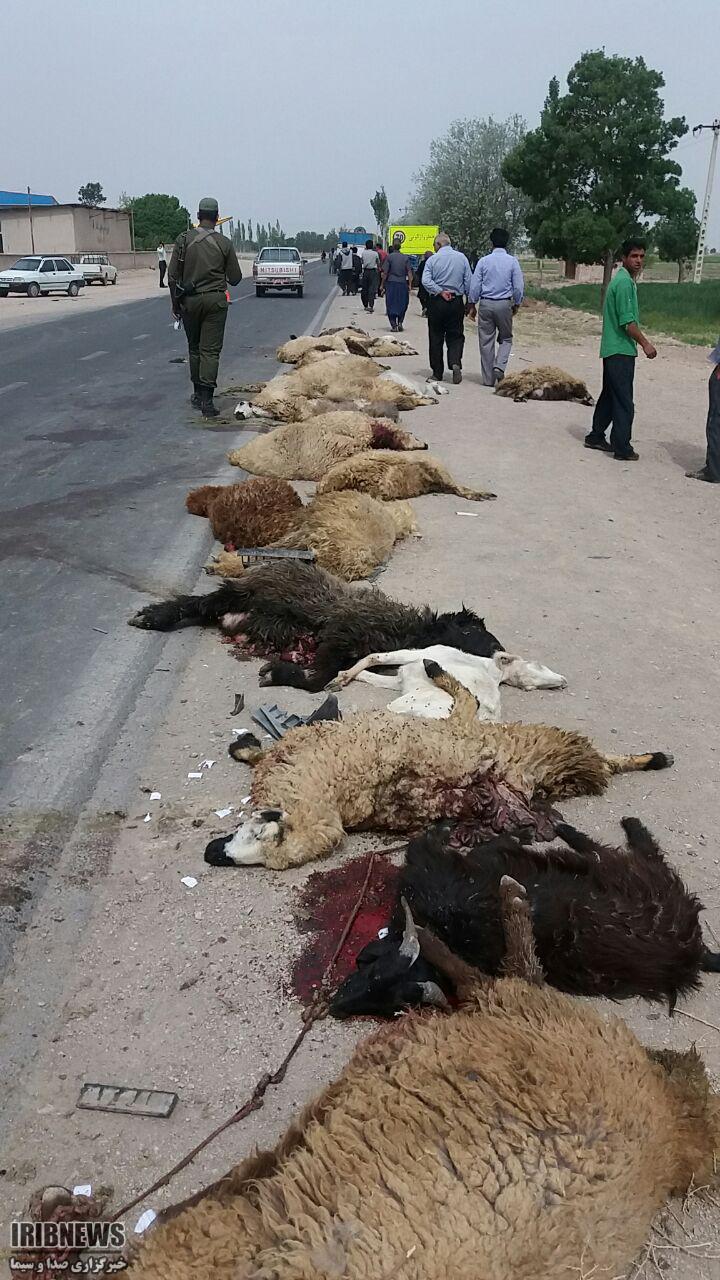 تلف شدن 28 گوسفند در برخورد با کامیونت تلف شدن 28 گوسفند در برخورد با کامیونت