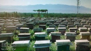 طبیعت خوی میزبان زنبورهای عسل