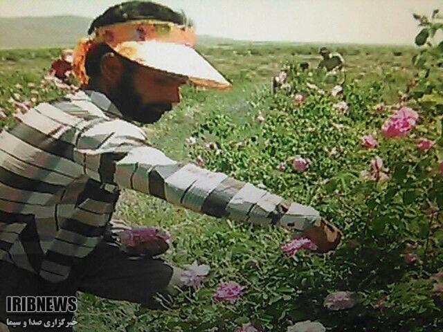 کشت 9 هکتار گل محمدی در خراسان شمالی کشت 9 هکتار گل محمدی در خراسان شمالی