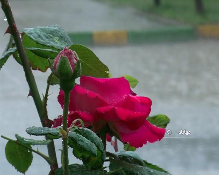 آبگرفتگی معابر مهاباد در اثر بارش شدید باران + فیلم