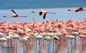 افزایش تخم گذاری پرندگان در تالاب های نقده افزایش تخم گذاری پرندگان در تالاب های نقده