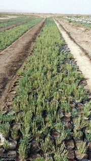 بیابان زدایی در 90 هزار هکتار از اراضی کشور،امسال بیابان زدایی در 90 هزار هکتار از اراضی کشور،امسال