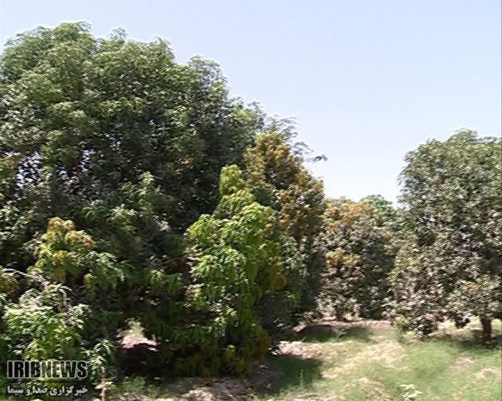 برداشت انبه نوبرانه در جنوب سیستان و بلوچستان