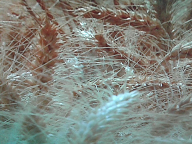 آغاز برداشت غلات در خراسان شمالی