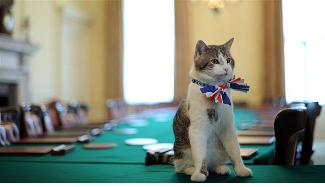 گربه ای که محبوب تر از وزیر خارجه انگلیس می شود