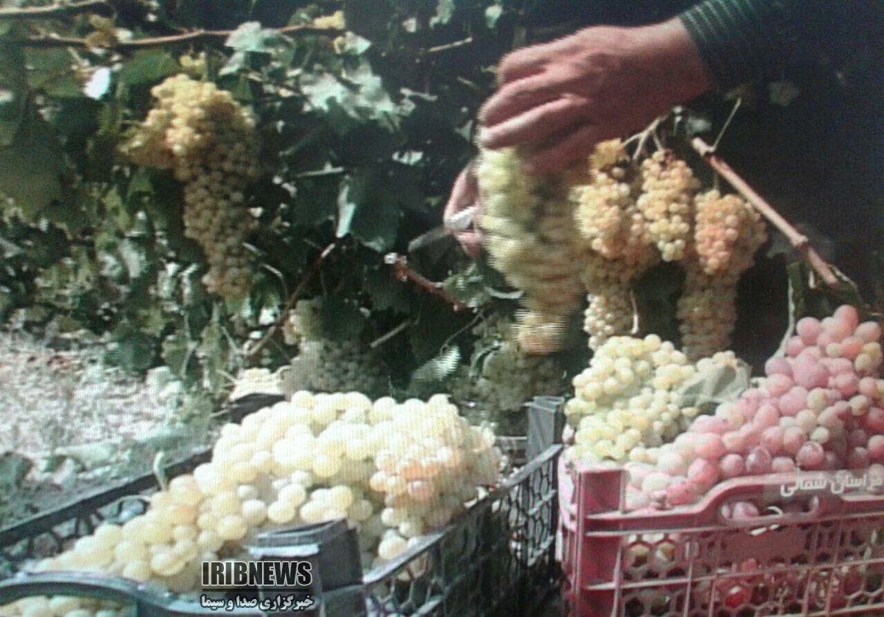 اجرای طرح نوین 