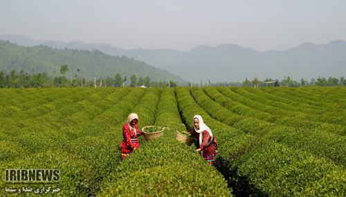 افزایش 40 درصدی تولید برگ سبز چای در شمال ایران افزایش 40 درصدی تولید برگ سبز چای در شمال ایران