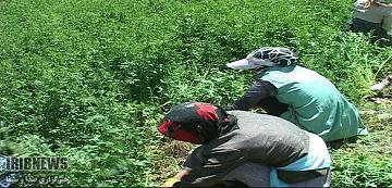 پیش بینی برداشت 9 هزار تُن حبوبات در خراسان شمالی