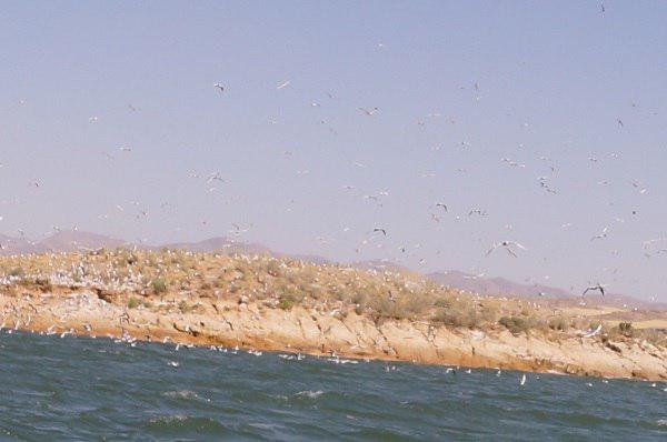 حلقه گذاری پرندگان در کردستان