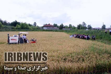 شتاب گرفتن برداشت برنج در رشت شتاب گرفتن برداشت برنج در رشت