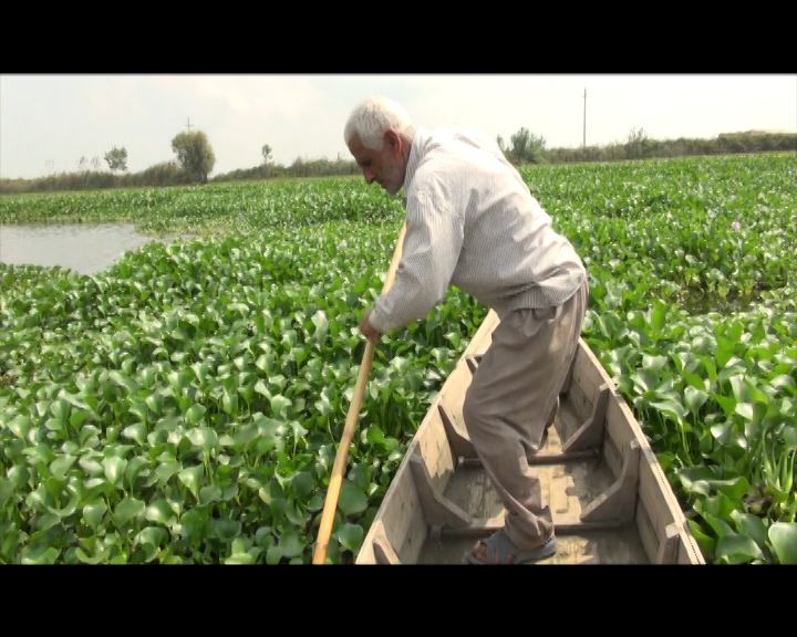 سنبل آبی ؛ تهدید آب بندان های مازندران