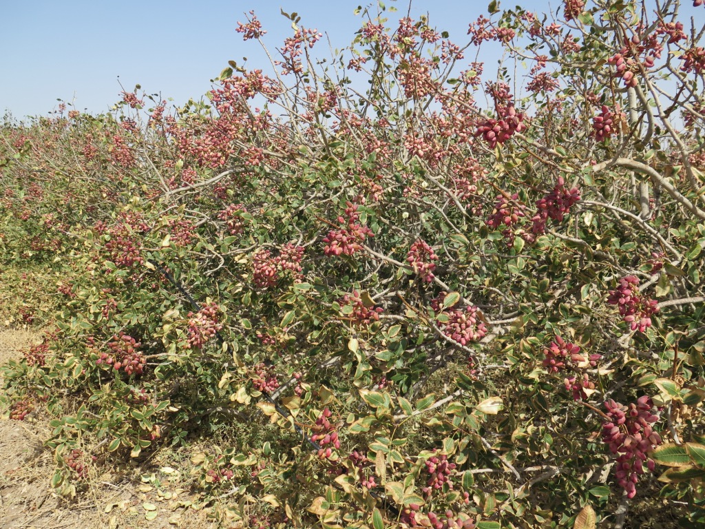 تغییر الگوی کشت از مرکبات به پسته در جهرم تغییر الگوی کشت از مرکبات به پسته در جهرم