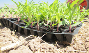 صرفه جویی 202 میلیارد تومانی با اجرای کشت های نشایی در فارس