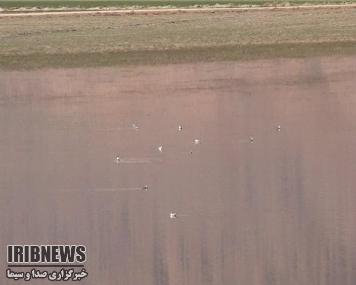 ازادی سه قطعه پرنده در تالاب گندمان