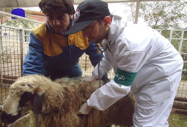 استقرار گروههای دامپزشکی در مراکزعرضه دام مازندران
