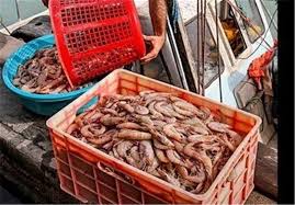 تلاش برای کاهش صید ضمنی میگوی دریایی