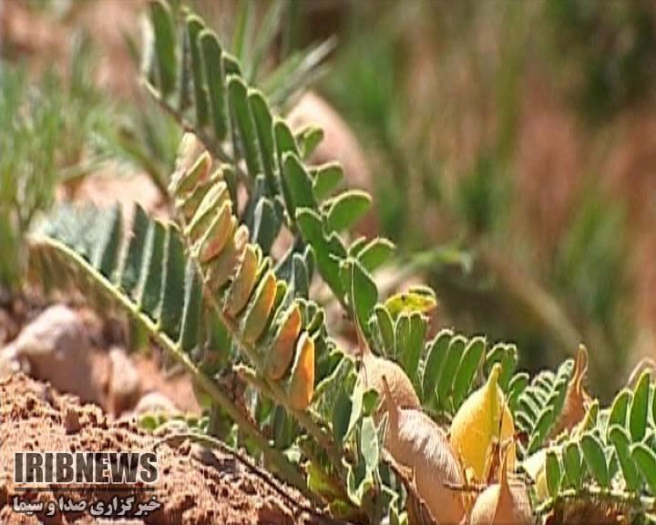 اعطای تسهیلات 30 میلیون ریالی به متقاضیان کشت گیاهان دارویی