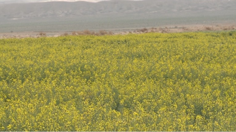 آغاز کشت دانه های روغنی کلزا